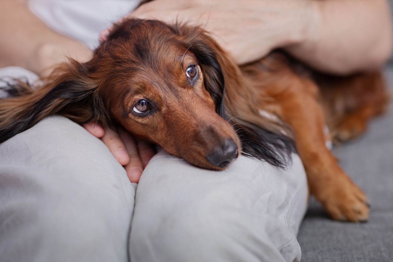 chien tremblements