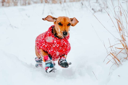 Comment protéger votre chien en hiver ?