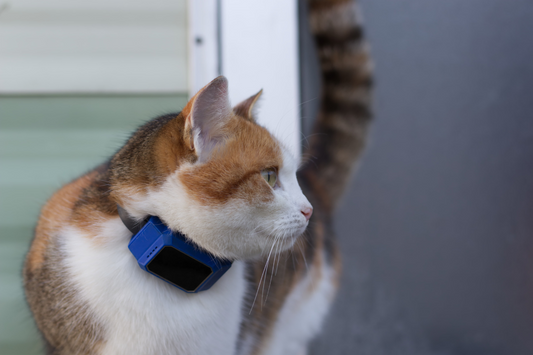 Top 5 des colliers GPS pour chats d’extérieur