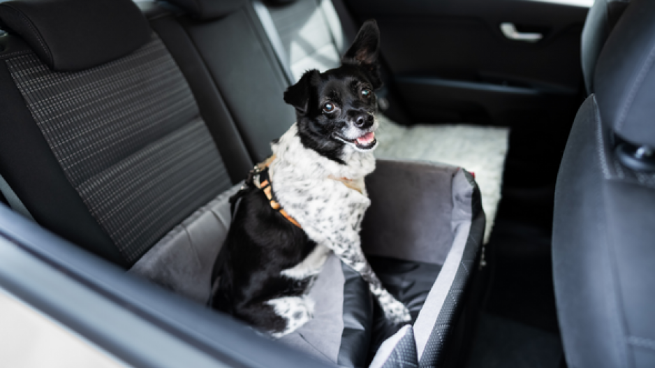 chien-accessoire-voiture