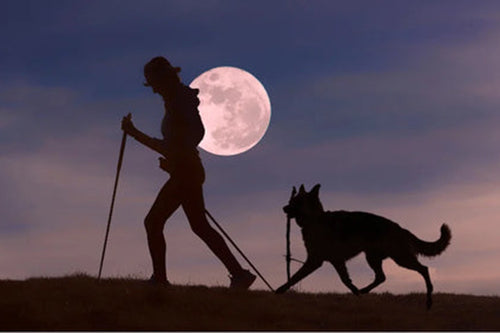 Promener son chien en toute sécurité la nuit