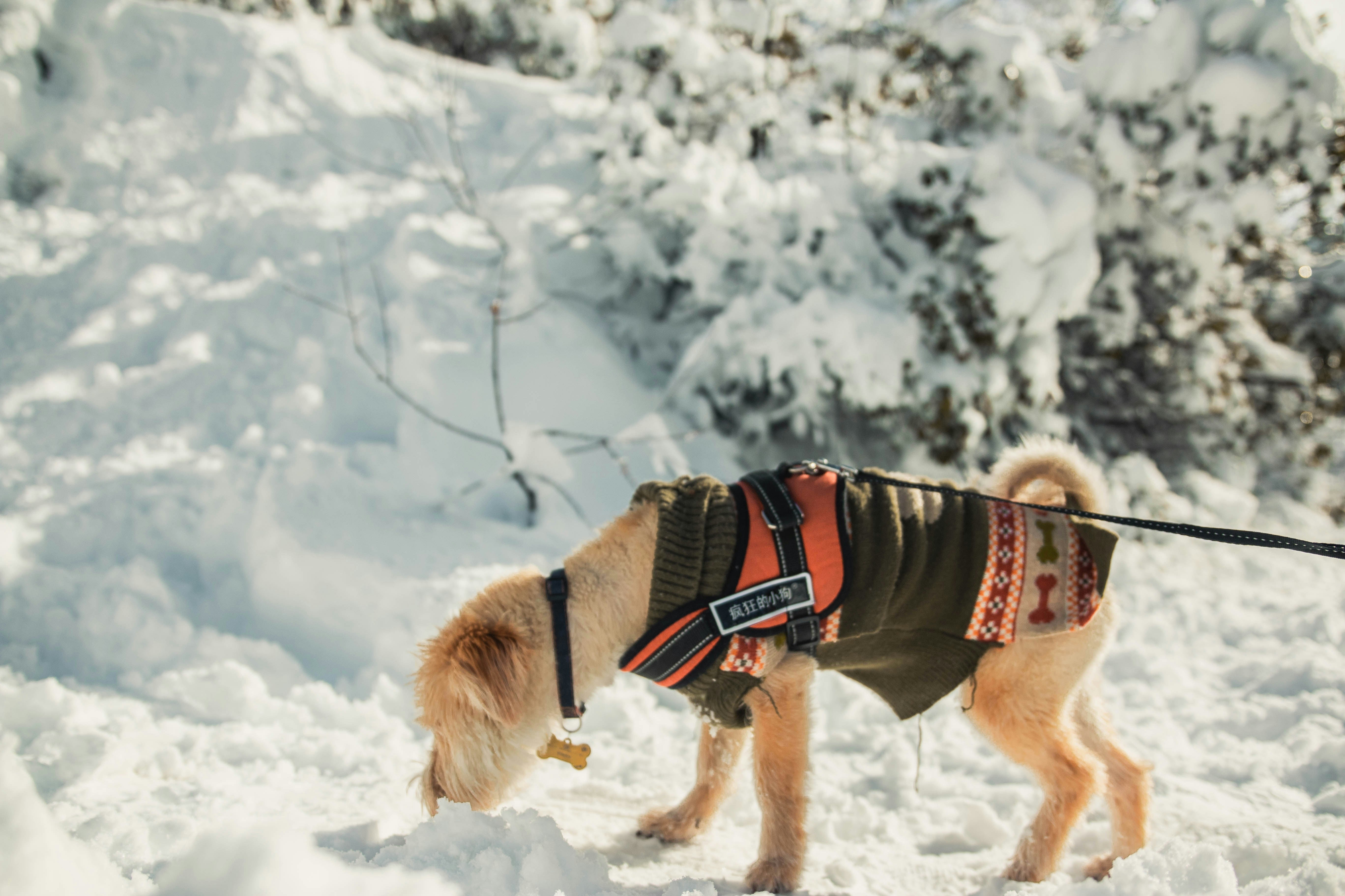harnais anti traction chien