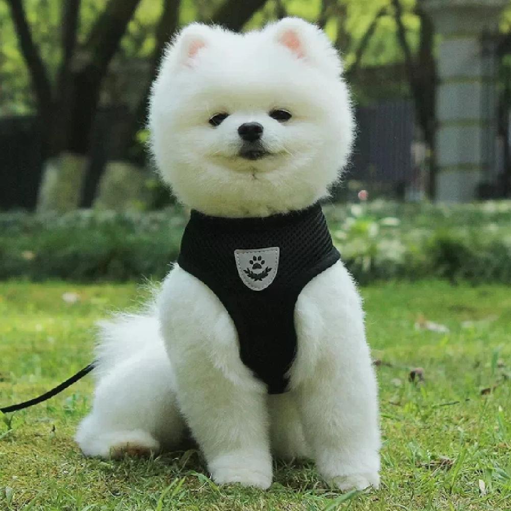 petit chien avec harnais