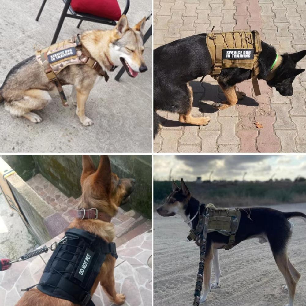 Ensemble harnais et laisse pour chien militaire