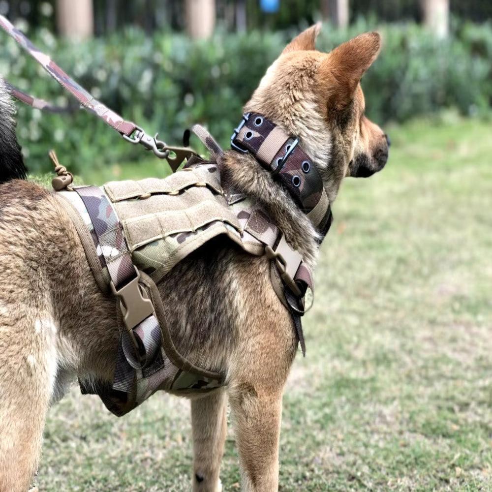 Ensemble harnais et laisse pour chien militaire