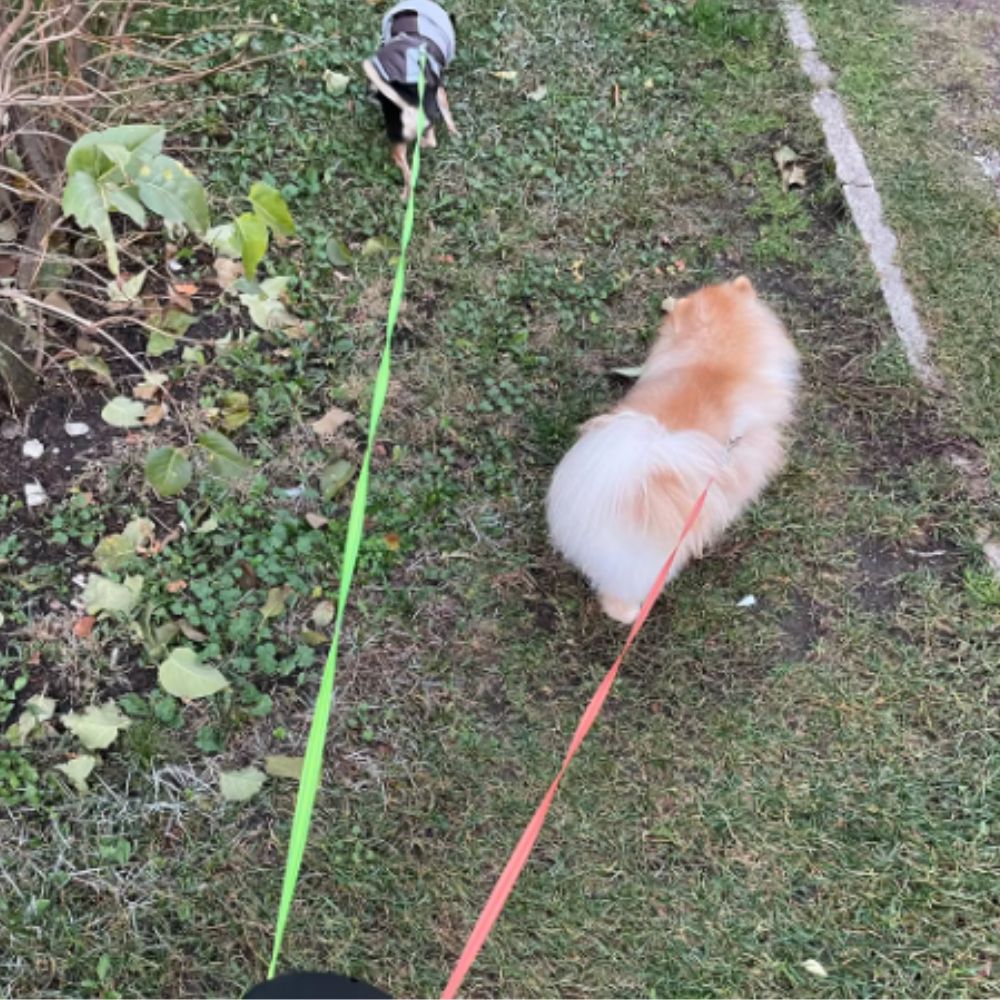 Laisse de promenade pour chien double avec lumières