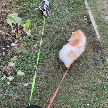 Laisse de promenade pour chien double avec lumières