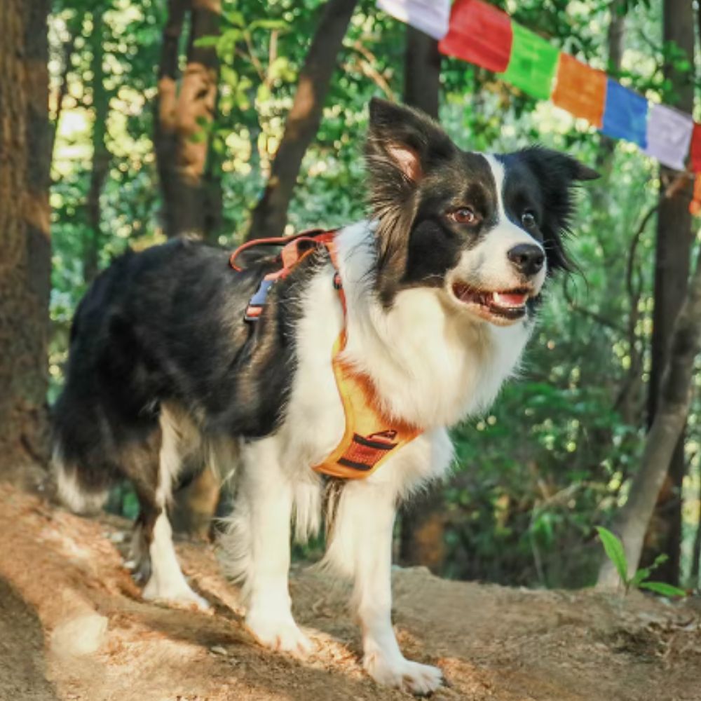 Harnais pour chien et laisse rétractable