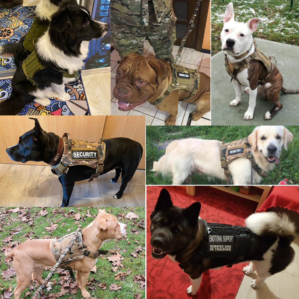 Ensemble Militaire - Harnais et Laisse pour Chien