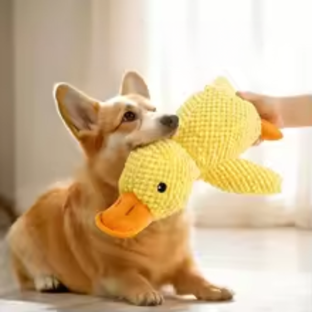 Jouets en peluche Canard Calmant pour chien