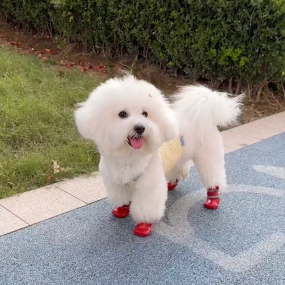 Chaussures pour chiens chaussettes