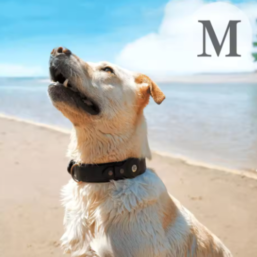 Étui AirTag en Cuir Premium pour Collier de Chien