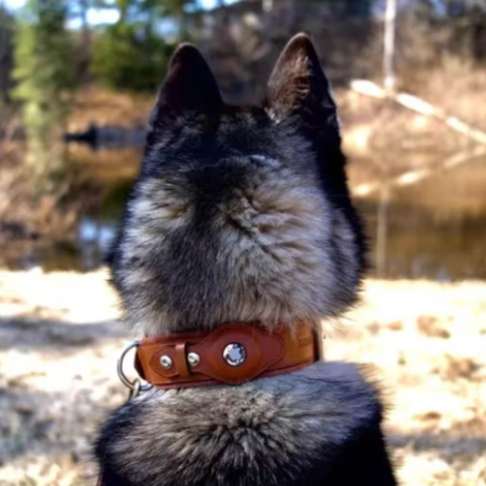 Étui AirTag en Cuir Premium pour Collier de Chien