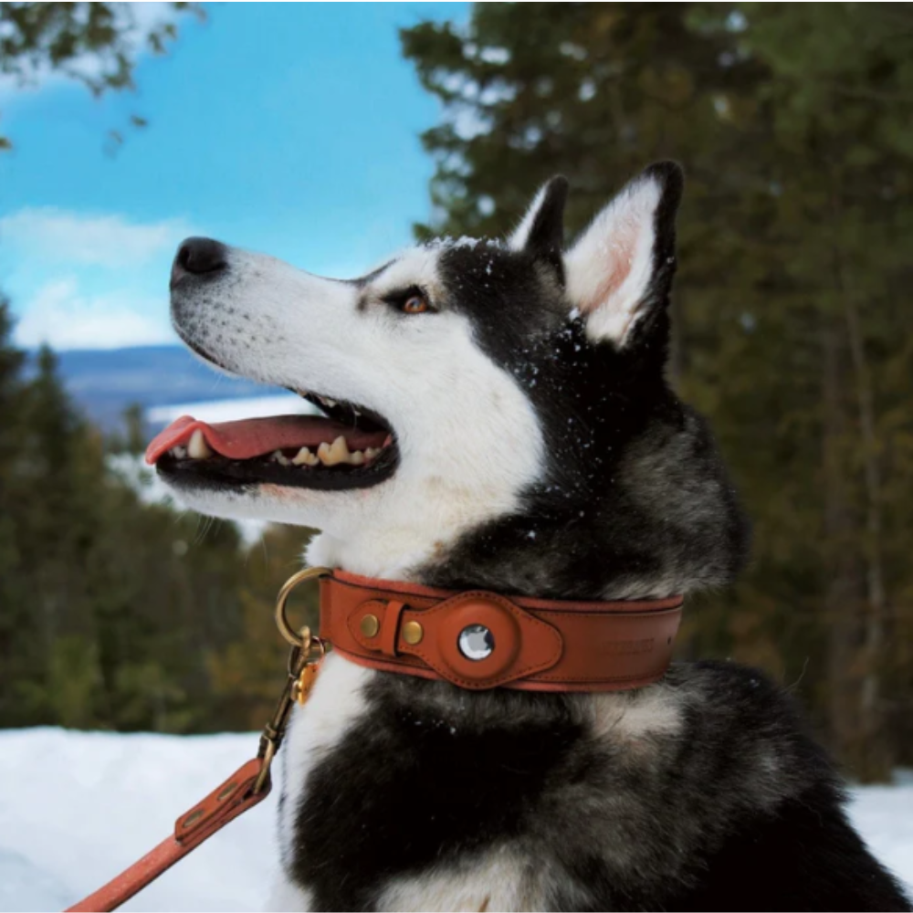 Étui AirTag en Cuir Premium pour Collier de Chien