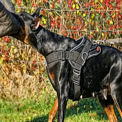 Gilet Tactique d'Entraînement pour Chiens