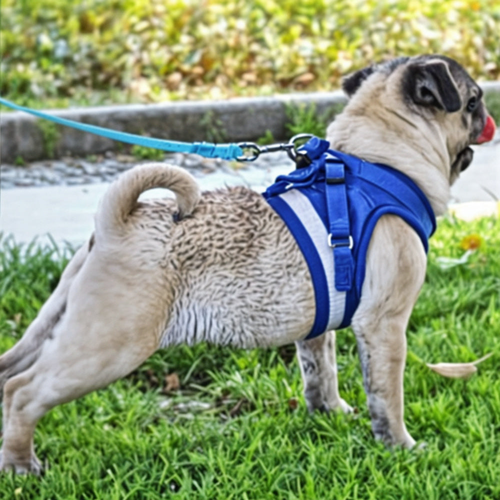 Harnais Spécial Chihuahuas