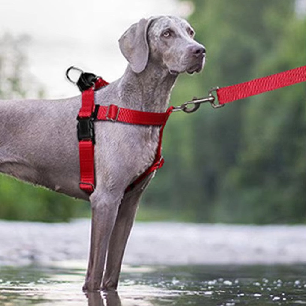 Harnais pour chien