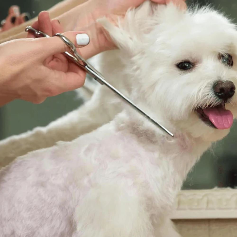 Cisailles de Toilettage Professionnelles pour Chien