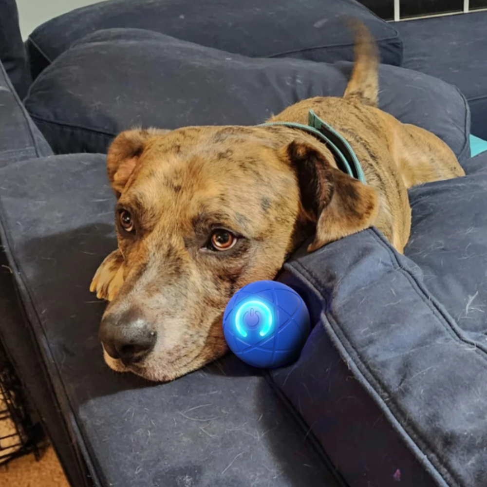 Balle Rebondissante Intelligente LED pour Chien