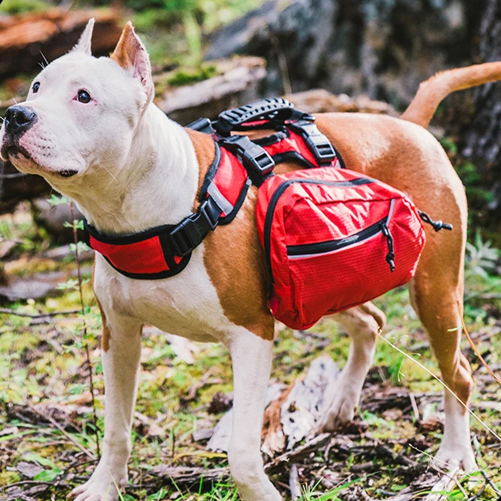 Harnais de Randonnée Multifonctionnel pour Chiens