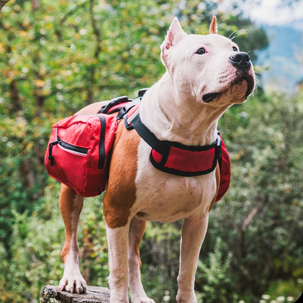 Harnais de Randonnée Multifonctionnel pour Chiens