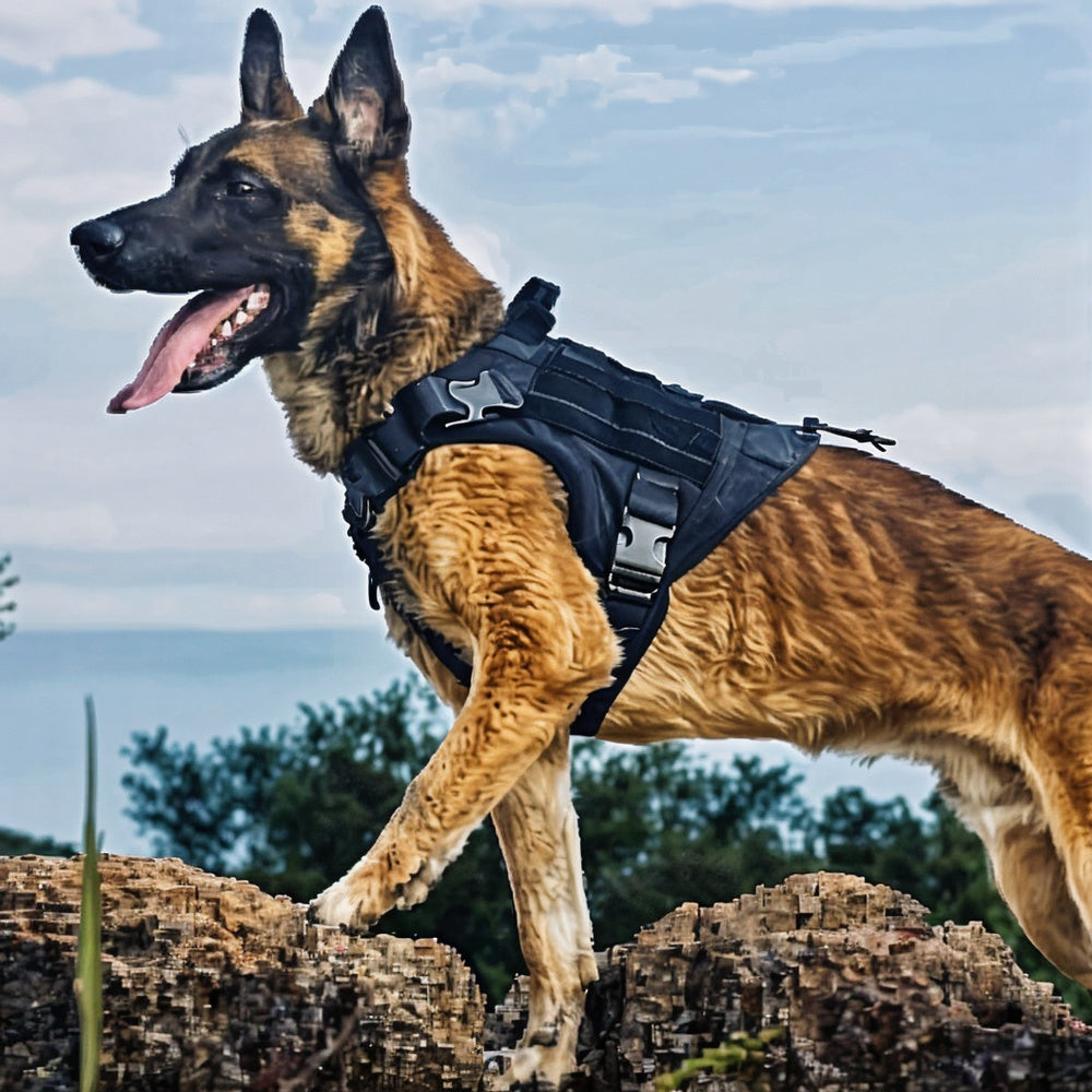 Harnais Confort pour Chiens