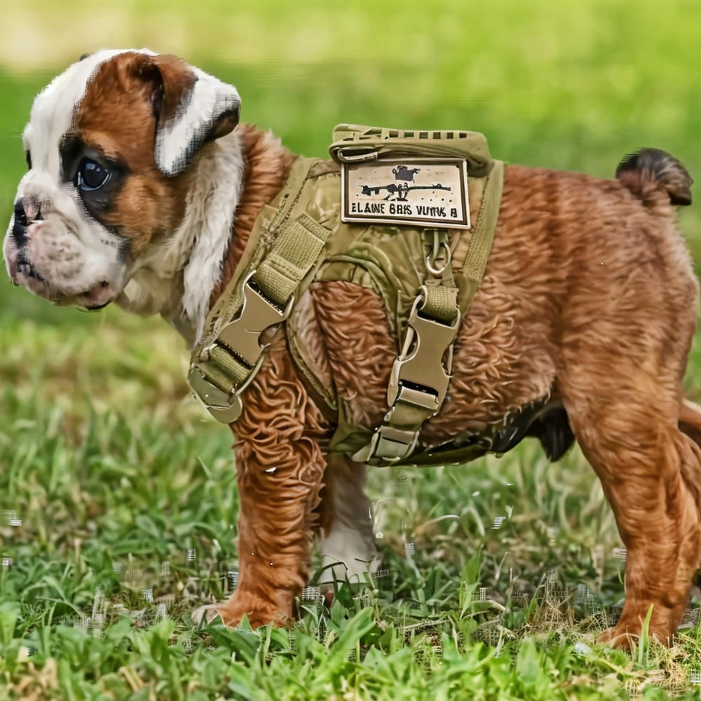 Harnais Militaire Tactique Ajustable pour Petits Chiens