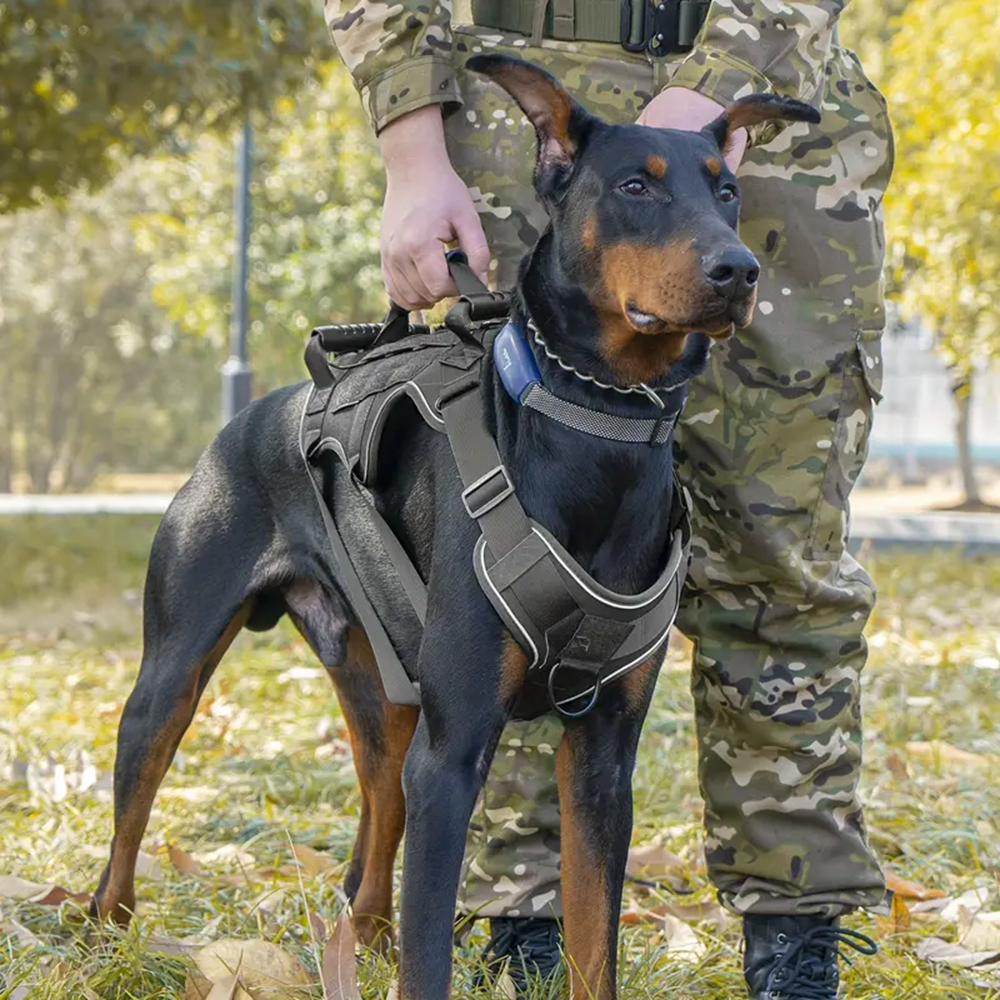 Gilet Tactique d'Entraînement pour Chiens