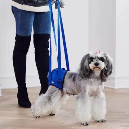 Ceinture de Soutien et d'Assistance à la Marche pour Chiens