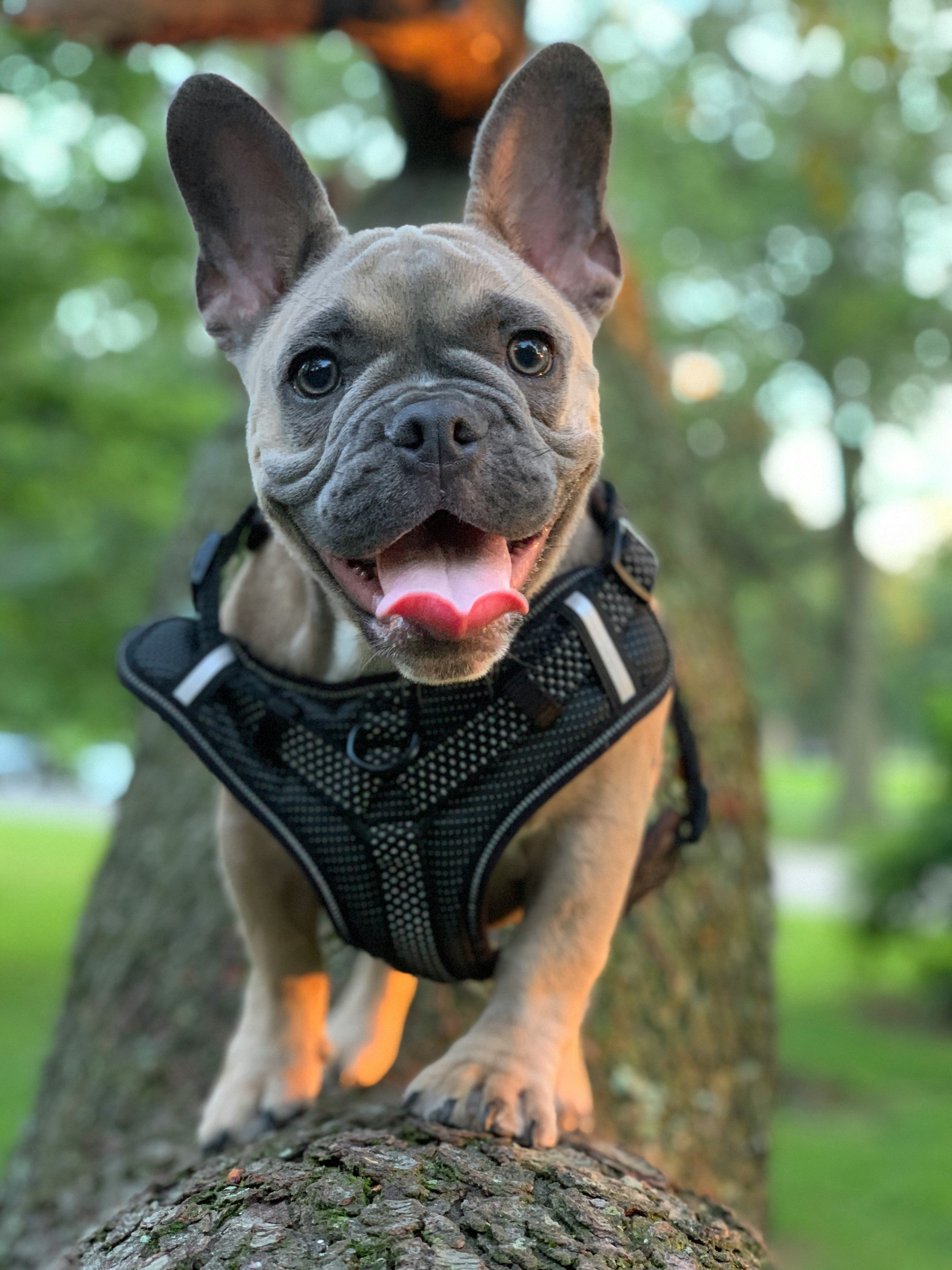 dog harness online