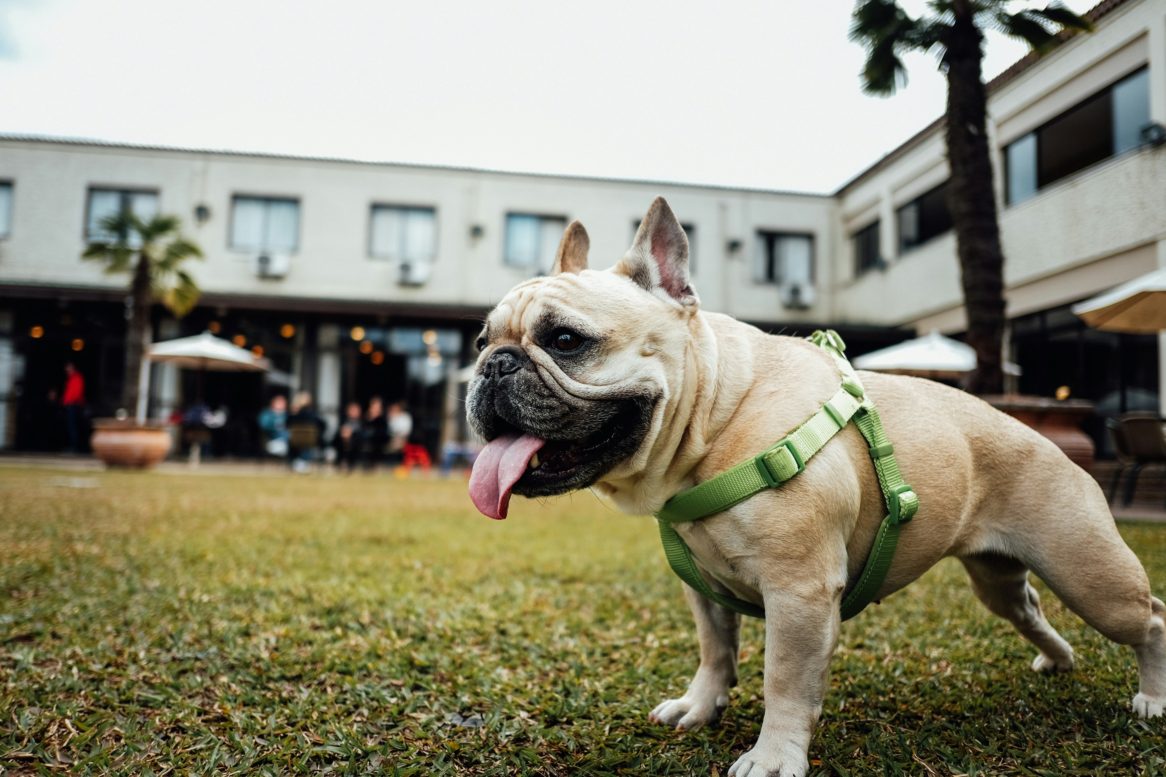 comfortable dog harness